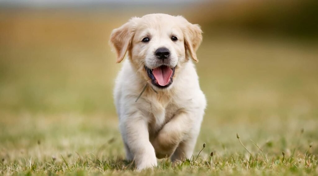 Lorem ipsum dolor sit amet, consectetur adipiscing elit, sed do eiusmod tempor incididunt